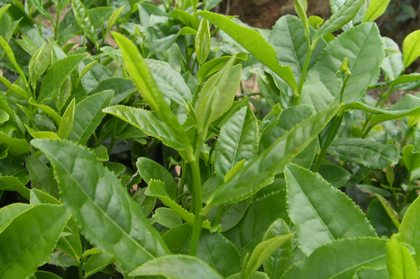 绵阳冷藏库安装；影响水冷式冷水机中冷却水塔的使用性能的因素